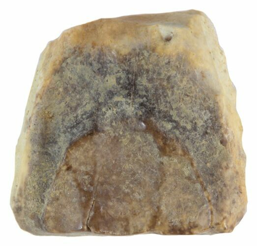 Triceratops Shed Tooth - Montana #41225